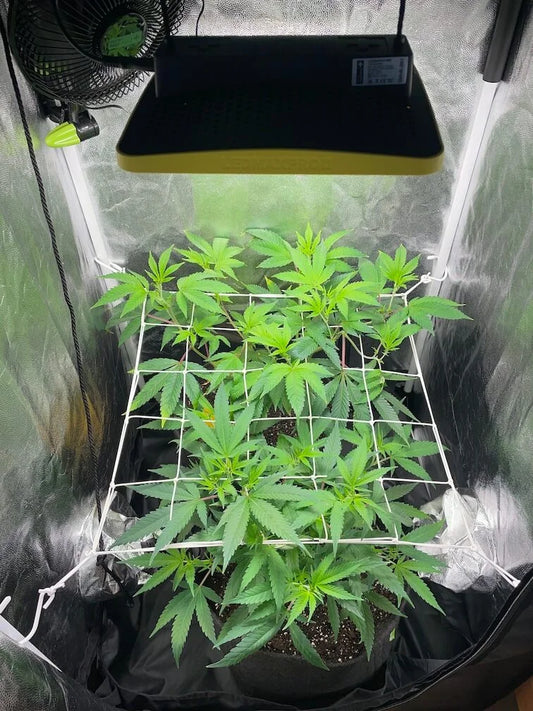 Cannabis Anbauen in Deutschland – Der Ultimative 2025 Guide
