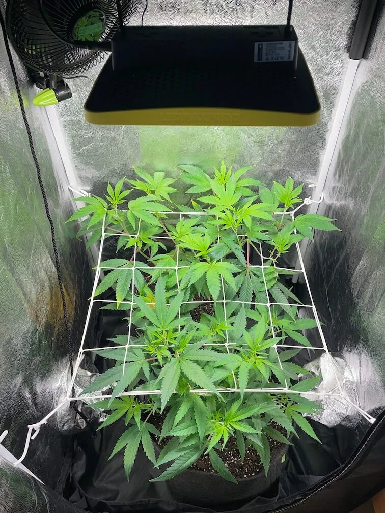 Cannabis Anbauen in Deutschland – Der Ultimative 2025 Guide
